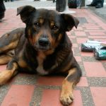 Ajuda animal - Solidariedade com animais