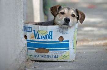 proteção animal